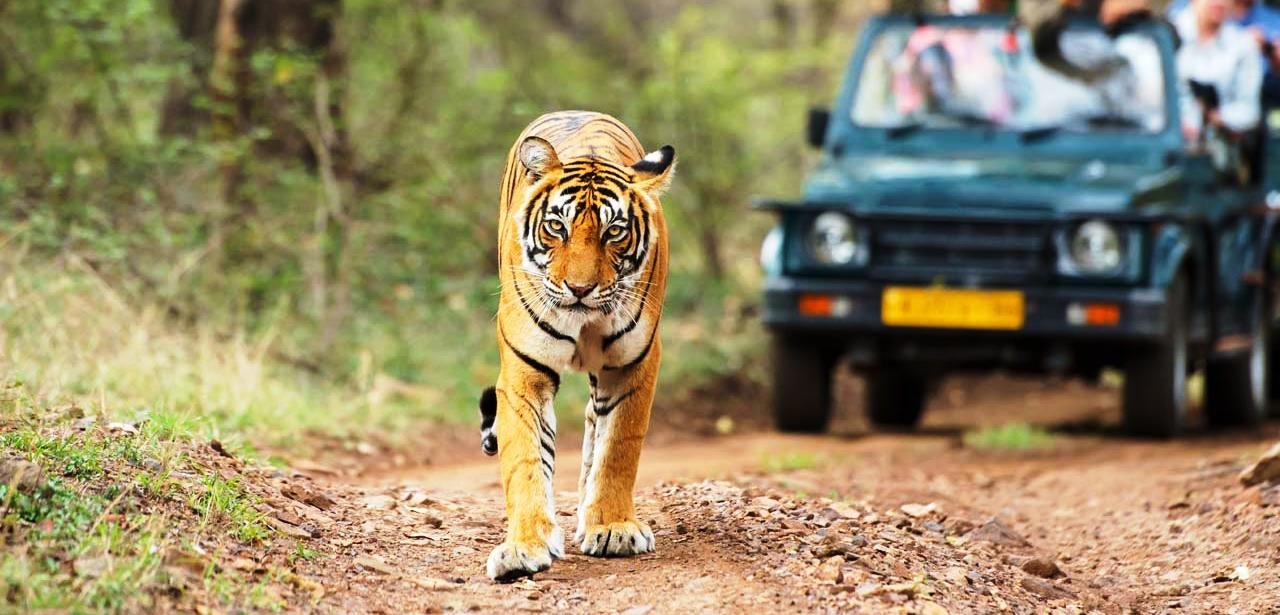 things-to-do-in-ranthambore-tiger